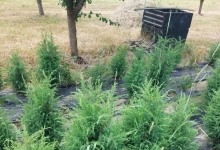 plante decorative Oradea Plante ornamentale Oradea