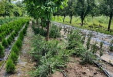 plante decorative Oradea Plante ornamentale Oradea