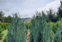 plante decorative Oradea Plante ornamentale Oradea