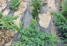 plante decorative Oradea Plante ornamentale Oradea