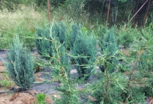 plante decorative Oradea Plante ornamentale Oradea