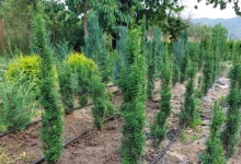 plante decorative Oradea Plante ornamentale Oradea