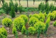 plante decorative Oradea Plante ornamentale Oradea