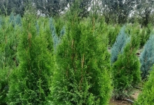 plante decorative Oradea Plante ornamentale Oradea