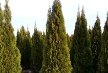 plante decorative Bucuresti-Sector 3 GEO KAR GREEN SRL