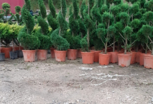 plante decorative Bucuresti-Sector 6 GEO KAR GREEN SRL