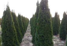 plante decorative Bucuresti-Sector 3 GEO KAR GREEN SRL