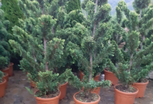 plante decorative Bucuresti-Sector 3 GEO KAR GREEN SRL