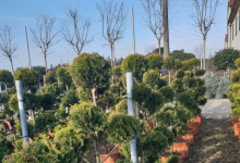 plante decorative Bucuresti-Sector 3 GEO KAR GREEN SRL