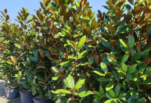 plante decorative Bucuresti-Sector 3 GEO KAR GREEN SRL