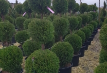 plante decorative Bucuresti-Sector 6 GEO KAR GREEN SRL