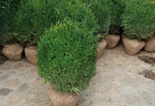 plante decorative Bucuresti-Sector 6 GEO KAR GREEN SRL