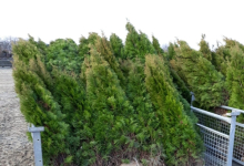 plante decorative Bucuresti-Sector 3 GEO KAR GREEN SRL