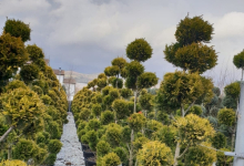 plante decorative Bucuresti-Sector 3 GEO KAR GREEN SRL