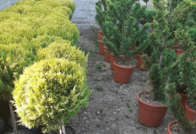 plante decorative Bucuresti-Sector 3 GEO KAR GREEN SRL