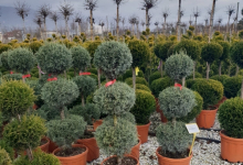 plante decorative Bucuresti-Sector 6 GEO KAR GREEN SRL