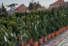 plante decorative Bucuresti-Sector 6 GEO KAR GREEN SRL