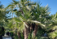 plante decorative Bucuresti-Sector 3 GEO KAR GREEN SRL