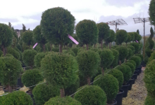 plante decorative Bucuresti-Sector 3 GEO KAR GREEN SRL