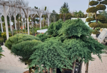 plante decorative Bucuresti-Sector 3 GEO KAR GREEN SRL