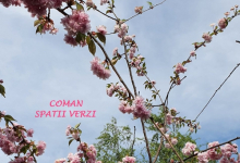 plante decorative Piatra Neamt Coman Spatii Verzi