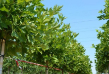 plante decorative Resita Coman Spatii Verzi