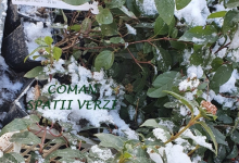 plante decorative Piatra Neamt Coman Spatii Verzi