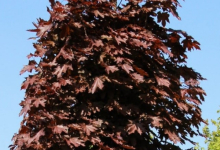 plante decorative Piatra Neamt Coman Spatii Verzi