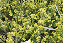 plante decorative Piatra Neamt Coman Spatii Verzi