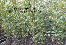 plante decorative Resita Coman Spatii Verzi