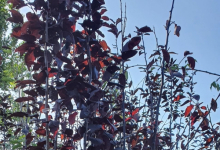 plante decorative Resita Coman Spatii Verzi