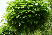 plante decorative Resita Coman Spatii Verzi