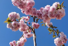 plante decorative Piatra Neamt Coman Spatii Verzi