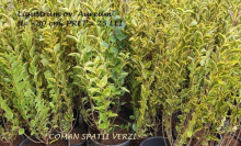 plante decorative Resita Coman Spatii Verzi