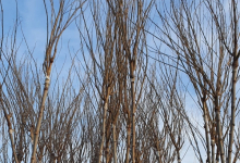 plante decorative Piatra Neamt Coman Spatii Verzi