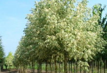 plante decorative Resita Coman Spatii Verzi