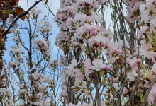 plante decorative Resita Coman Spatii Verzi