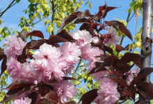 plante decorative Piatra Neamt Coman Spatii Verzi