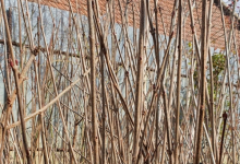 plante decorative Resita Coman Spatii Verzi