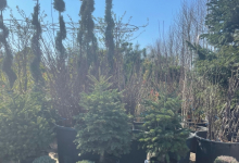 plante decorative Ovidiu Plante ornamentale Amenajari Gradini Ov - ADD.GREEN EXCLUSIVE