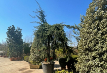 plante decorative Ovidiu Plante ornamentale Amenajari Gradini Ov - ADD.GREEN EXCLUSIVE