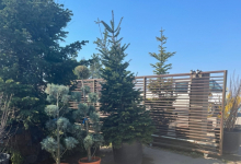 plante decorative Ovidiu Plante ornamentale Amenajari Gradini Ov - ADD.GREEN EXCLUSIVE