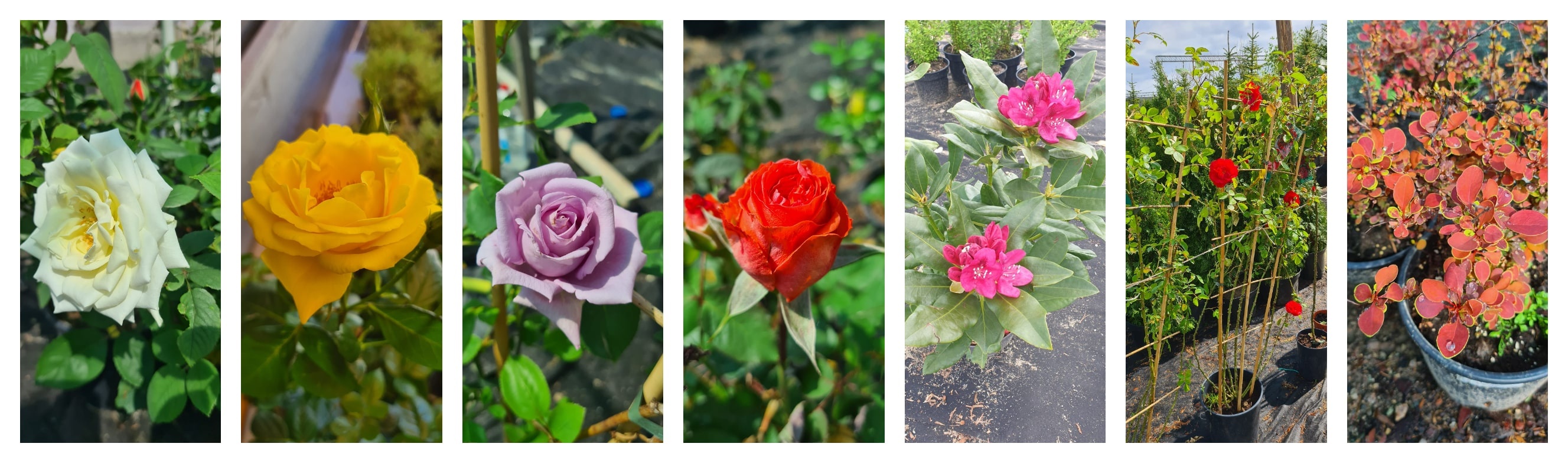 trandafiri-plante-gradina-dej